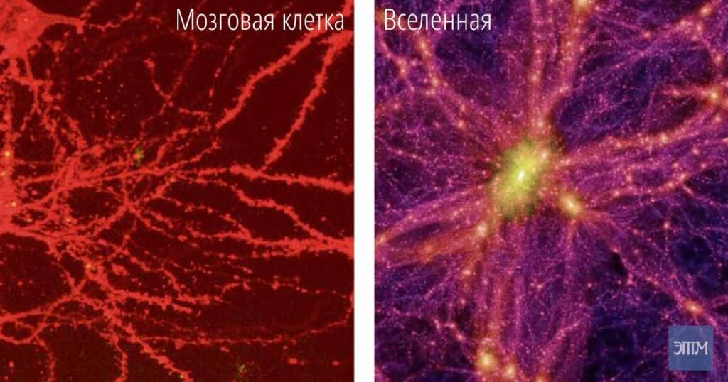 мозг