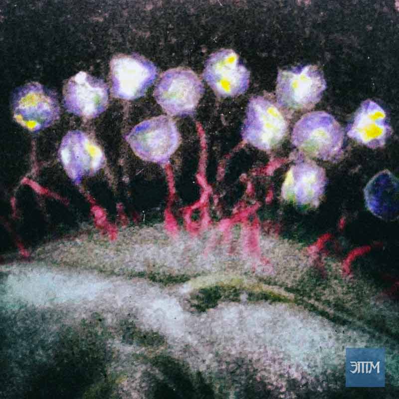 Древние вирусы возрастом 15000 лет обнаружены в тающих ледниках Тибета 1 вирус