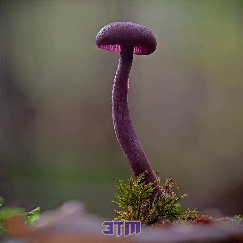 катастроф