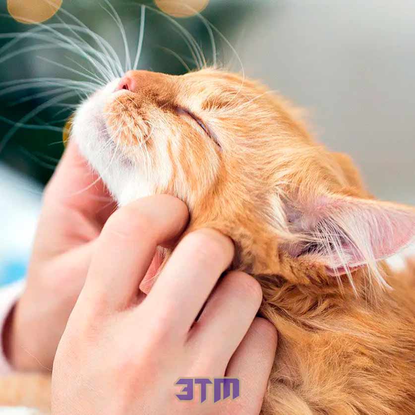 кошки