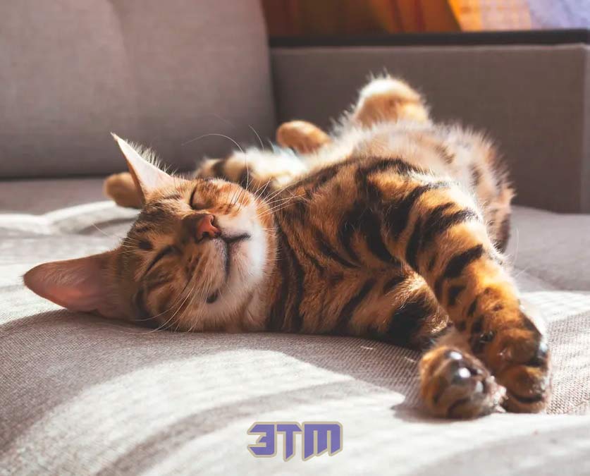 кошки