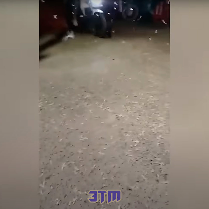 черв