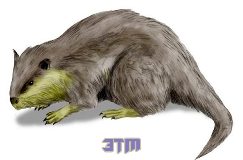 штопор