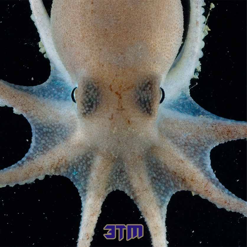 осьминог