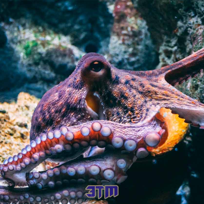 осьминог