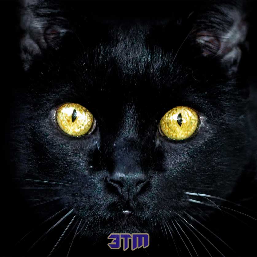 кошки