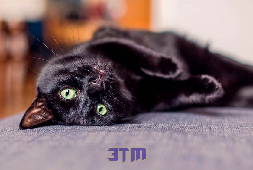 кошки