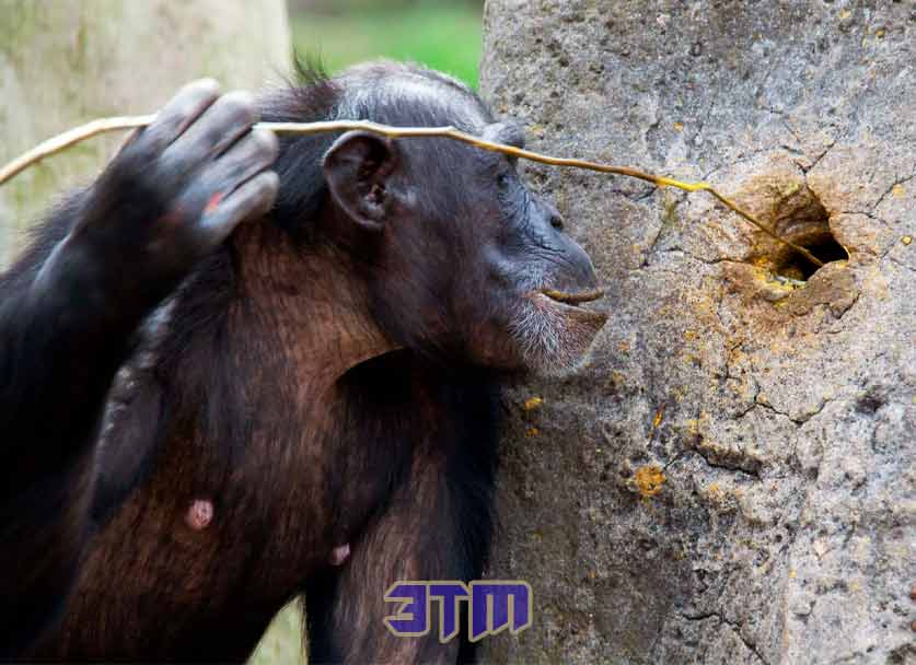 Эпоха мудрецов: что отличает Homo Sapiens от обезьян? 3 Homo sapiens
