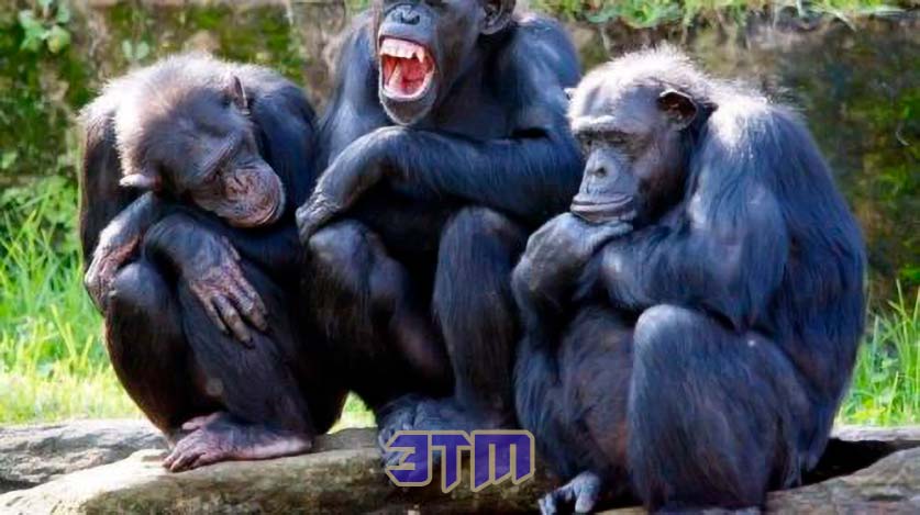 Эпоха мудрецов: что отличает Homo Sapiens от обезьян? 4 Homo sapiens