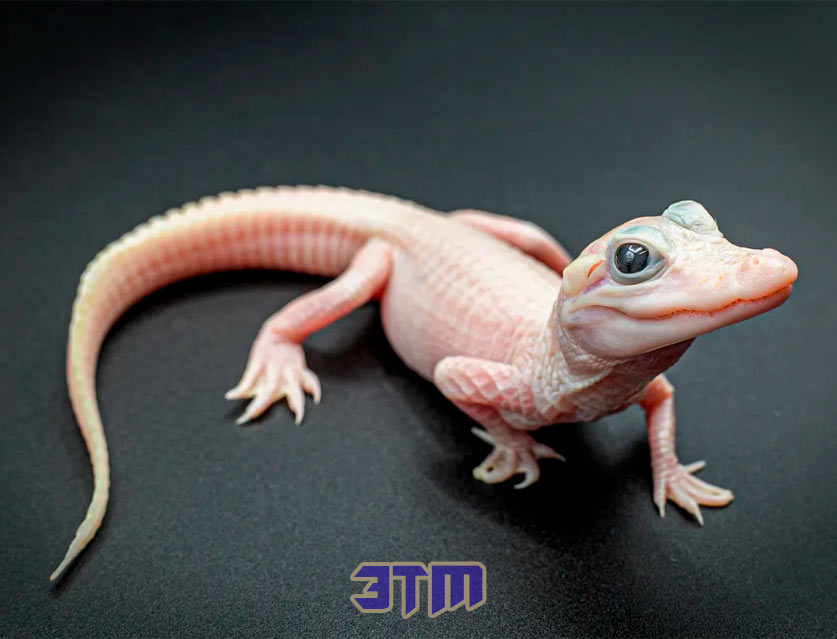 аллигатор