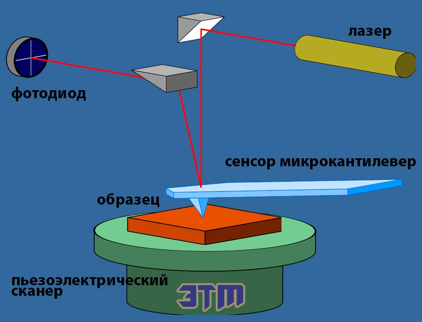 клетки