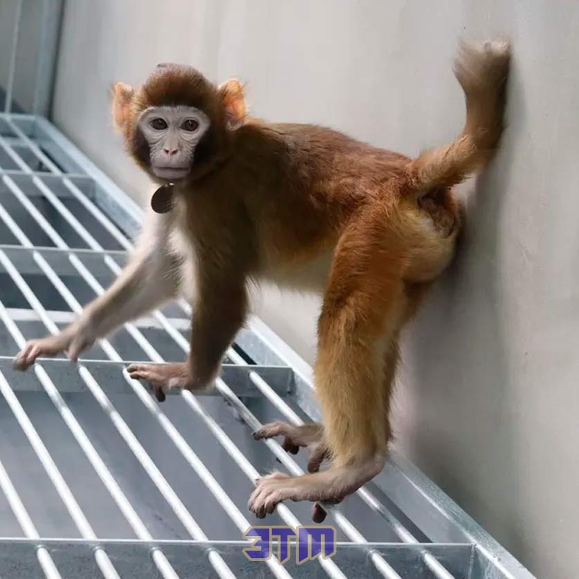 ретро