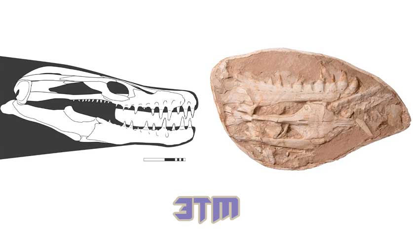 мозазавр