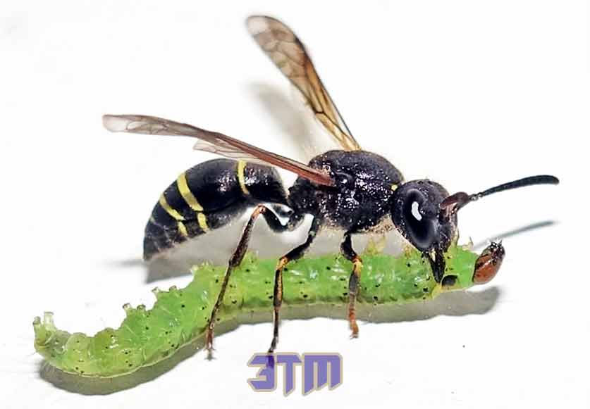 гусениц
