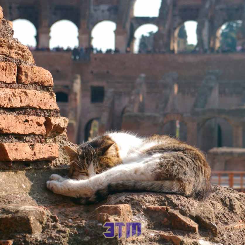 кошки