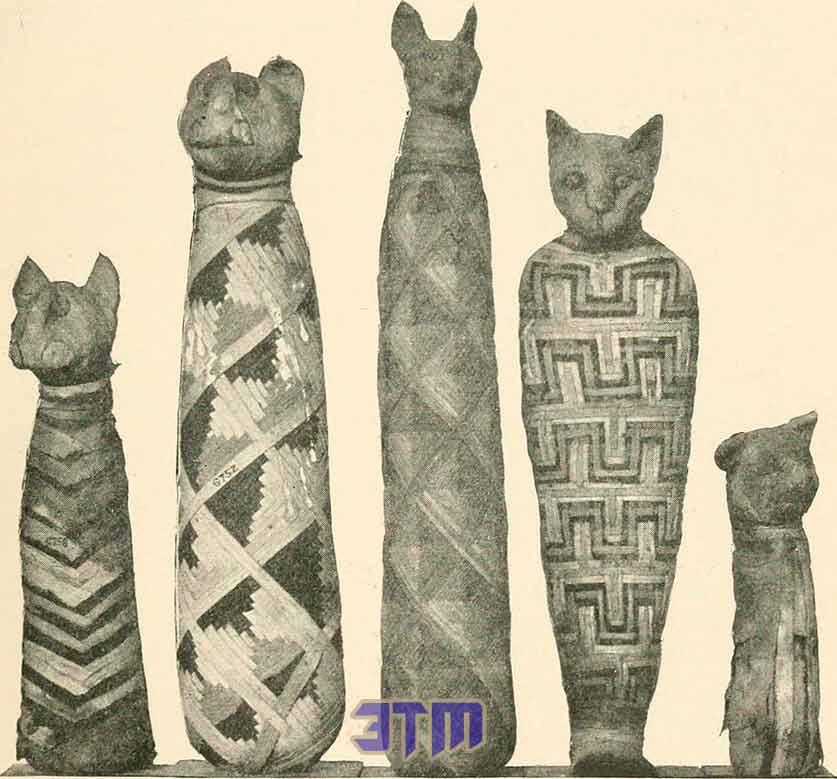 кошки