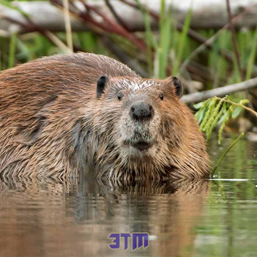 вид