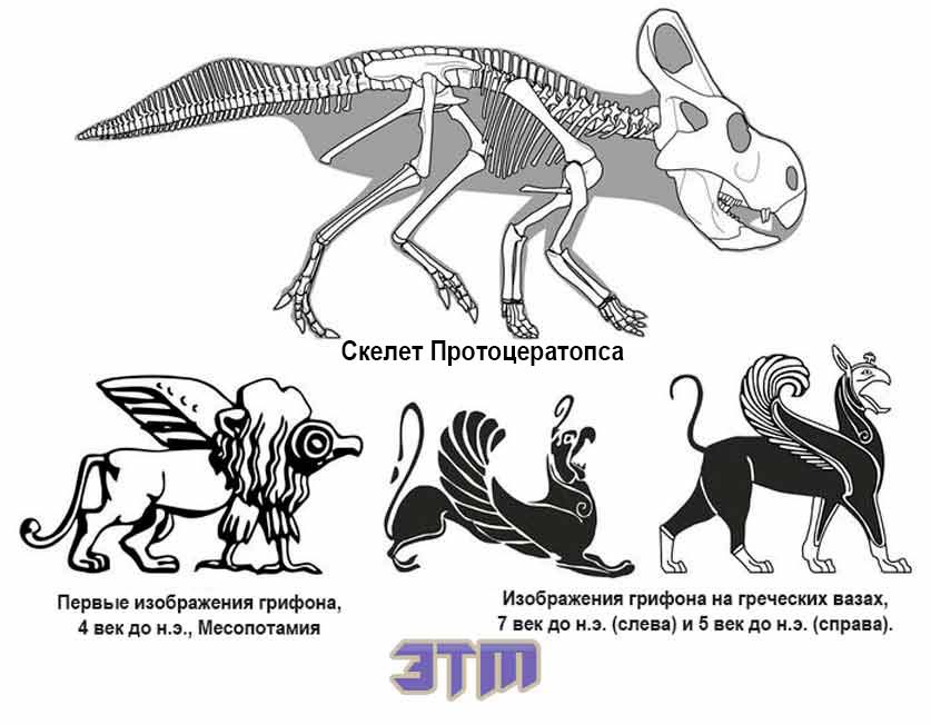 Вопреки распространенному утверждению, мифические грифоны не были вдохновлены окаменелостями динозавров 3 грифон