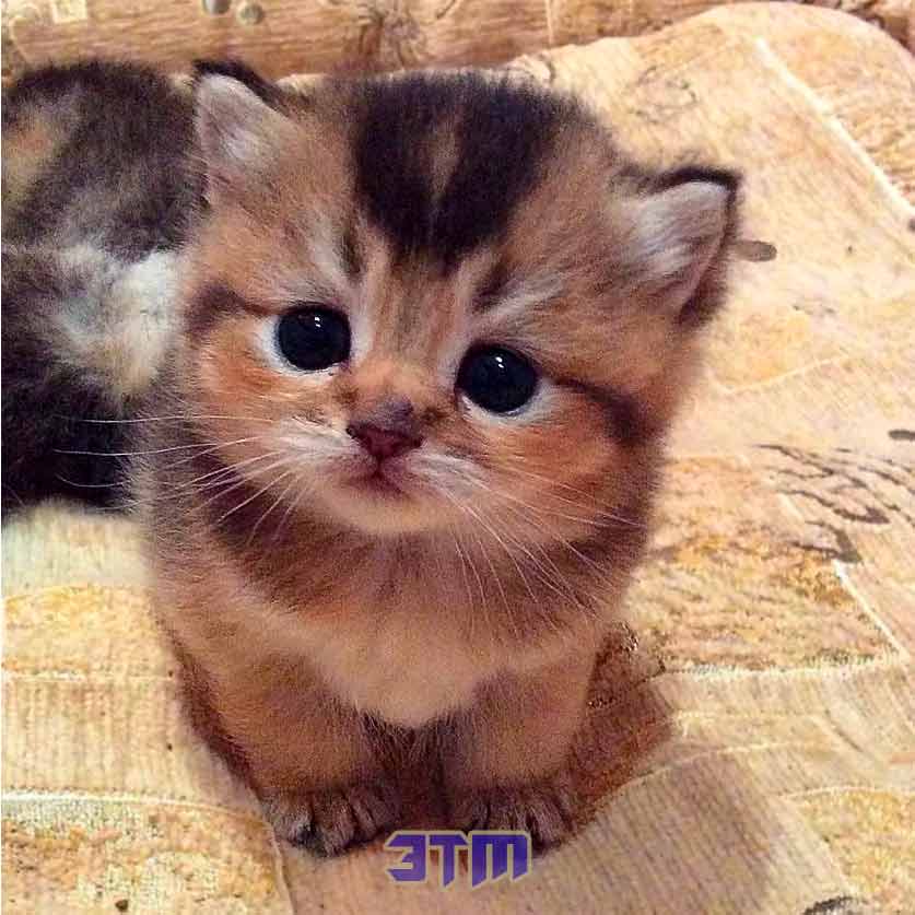 кошки