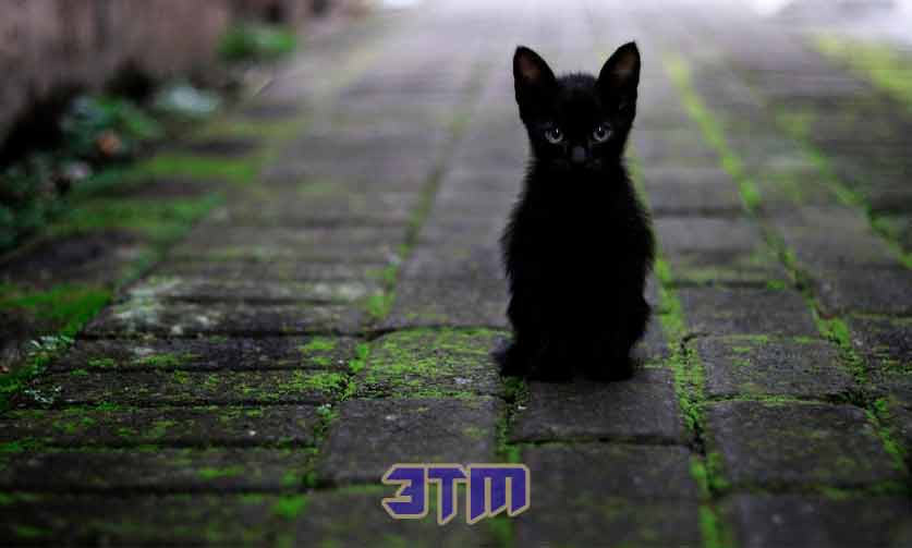 кошки