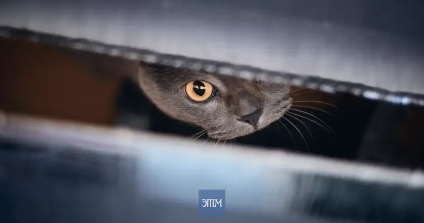 кот
