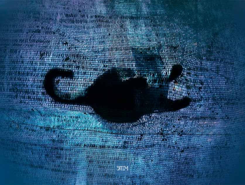 кот