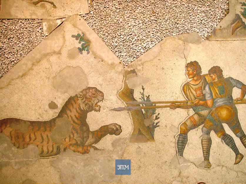 Сражались ли римляне с носорогами в Колизее? 2 рим