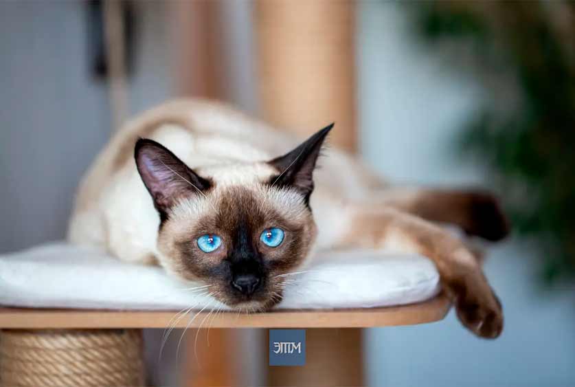 кот