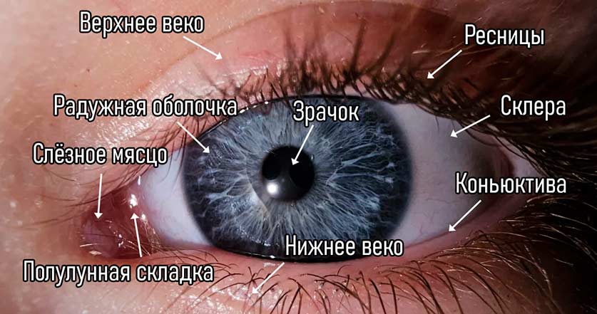 глаз