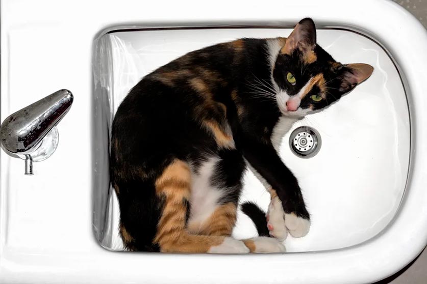 Действительно ли коты – это жидкость? 2 кот