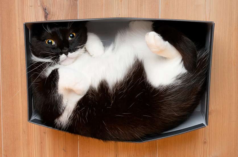 Действительно ли коты – это жидкость? 3 кот