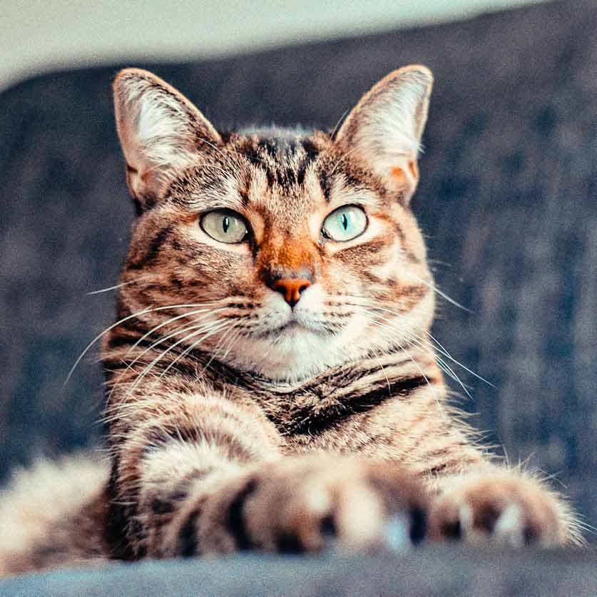 кошки