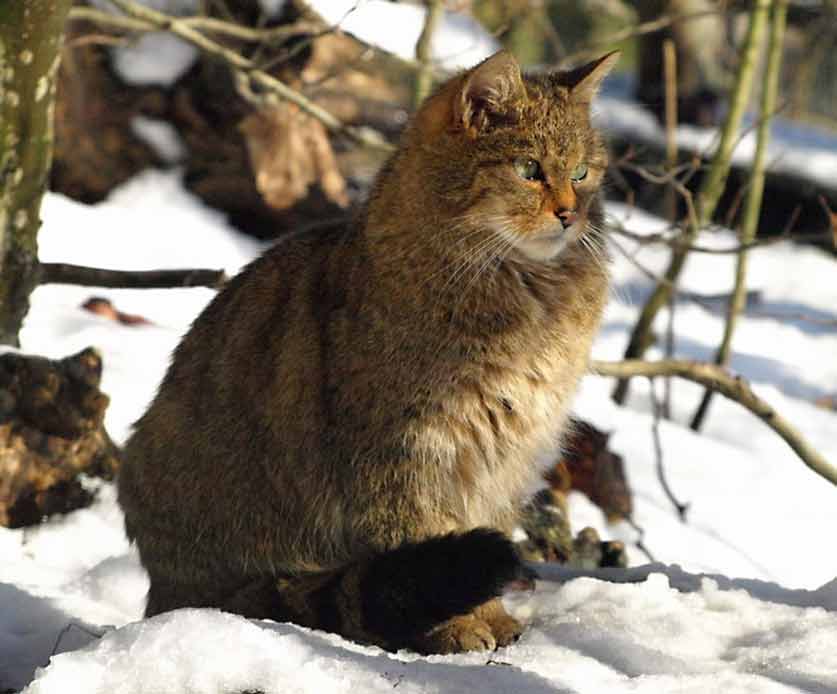 кошки