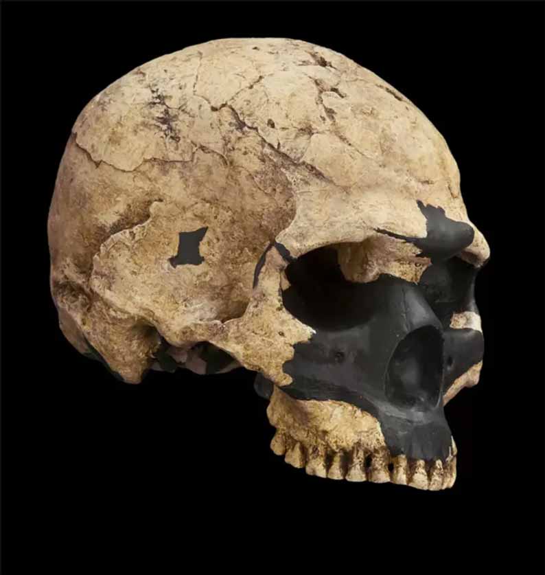 Homo sapiens