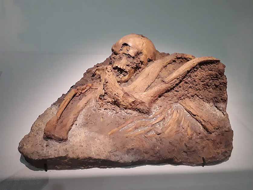 Homo sapiens