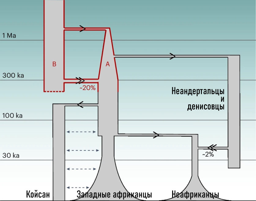 Эволюция — не прямая линия: современные люди произошли от двух древних линий 2 эволюц