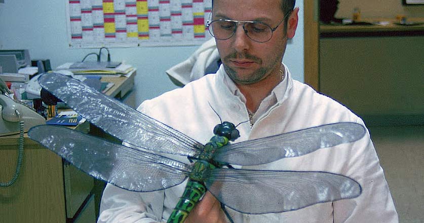 Огромные размеры насекомых 300 миллионов лет назад не были обусловлены высоким содержанием кислорода в атмосфере 1 насекомы