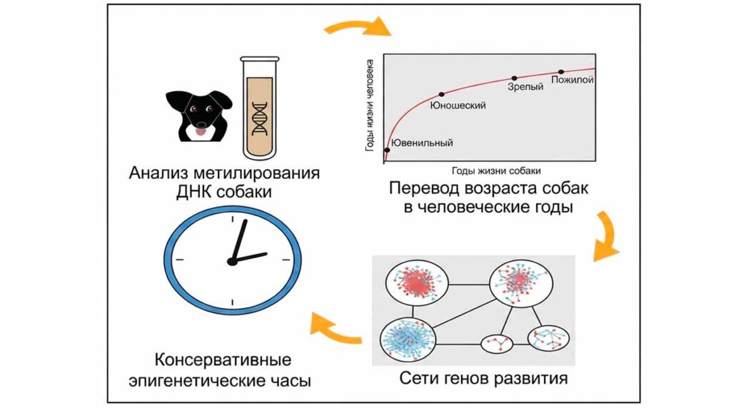 Схема расчета возраста собаки в человеческих годах на основе метилирования ДНК и эпигенетических часов.