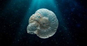 Смертоносный вулкан Кергелен и закисление древнего океана уничтожили микроскопических хозяев планеты 1 Ископаемая фораминиферы и закисление древнего океана